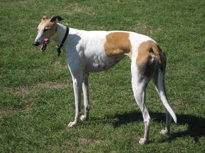 English Greyhound