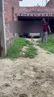 Shine video
