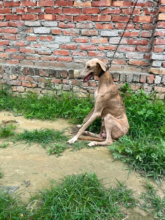 Shine, a Rampur Hound