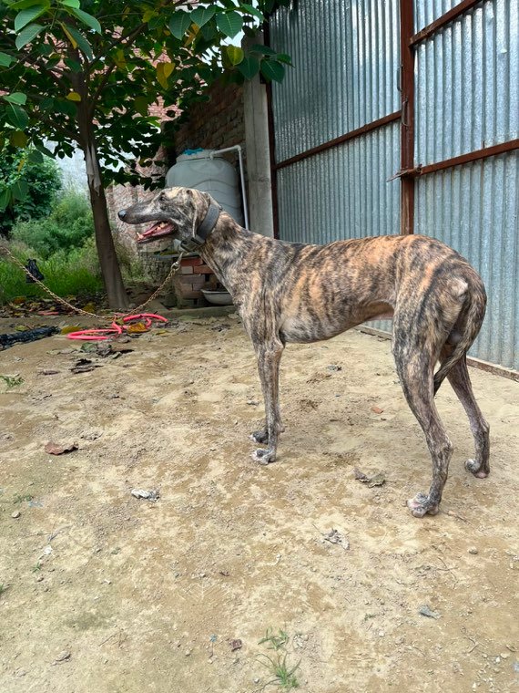 Zabar, a Rampur Hound