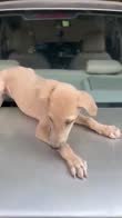Zuri video